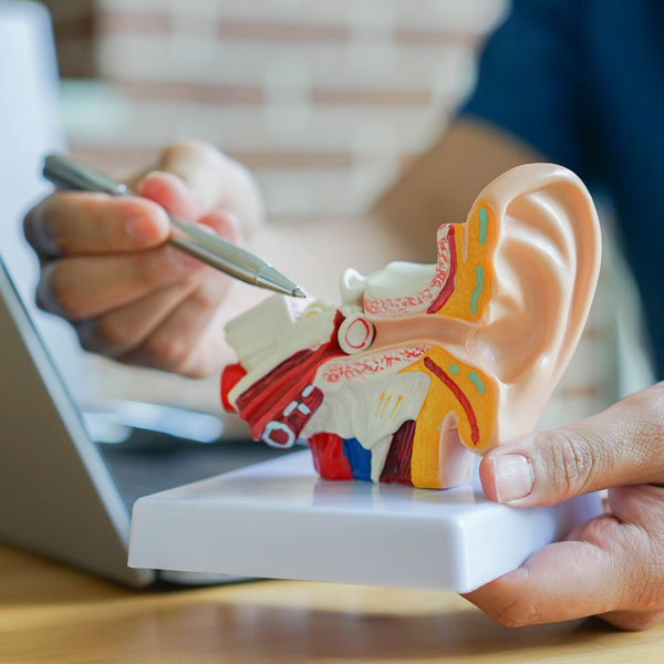 doctor explaining model of inner ear